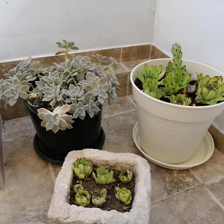 شقة Apartman Jele With Garden سبليت